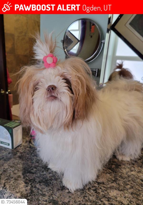 Lost Female Dog last seen Near 23rd Street, Ogden, UT 84401