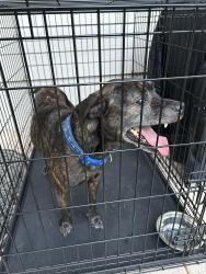 Found/Stray Male Dog last seen Peach Dr and Fraser Rd, Jacksonville, FL 32246