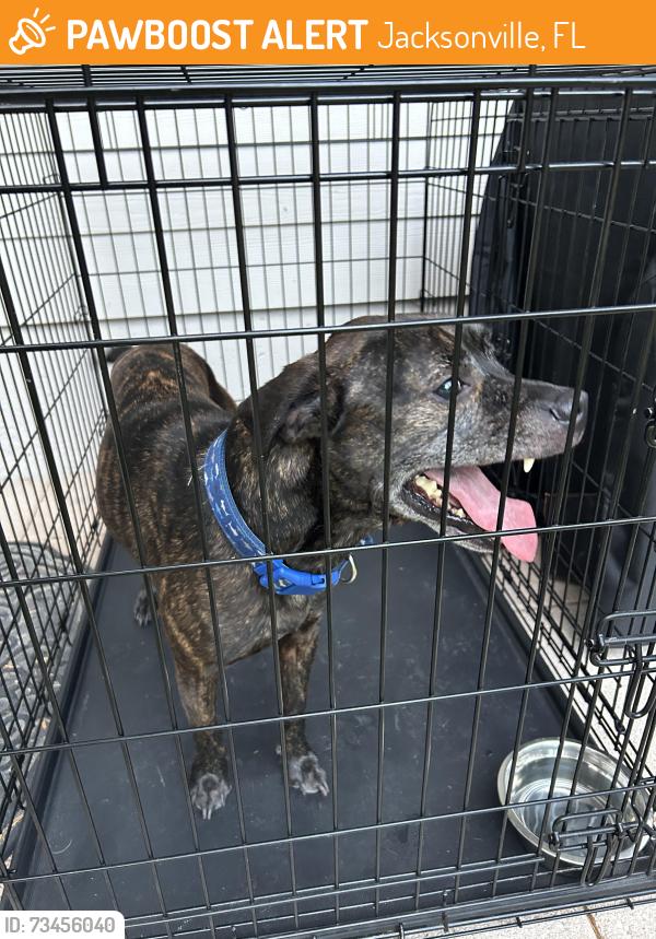 Found/Stray Male Dog last seen Peach Dr and Fraser Rd, Jacksonville, FL 32246