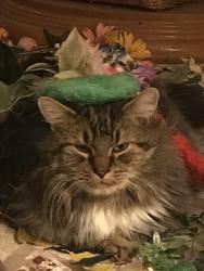 Lost Male Cat last seen Ricketts and Pfeiffer, Bartonville, IL 61607