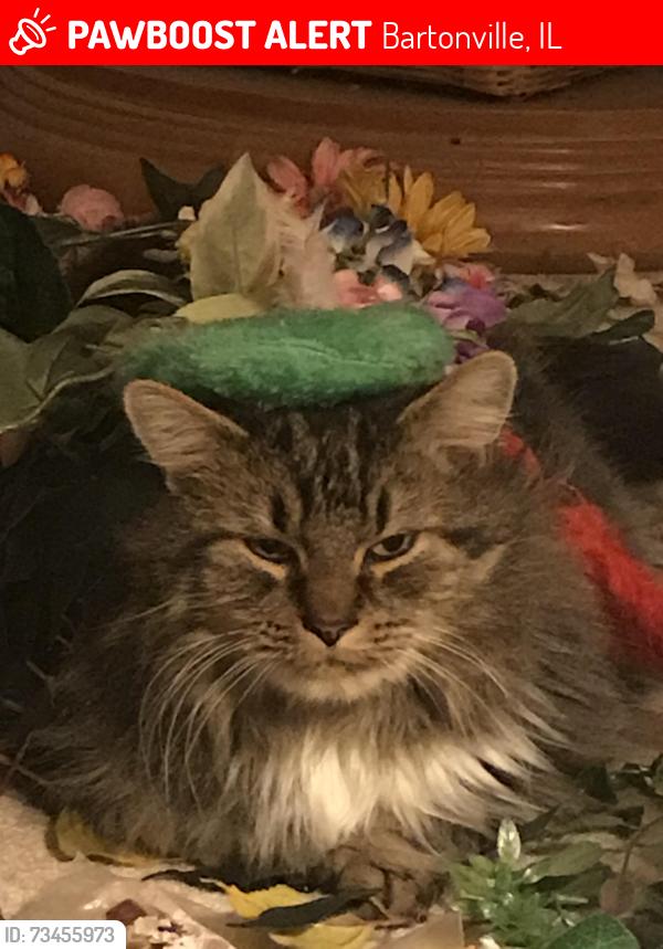 Lost Male Cat last seen Ricketts and Pfeiffer, Bartonville, IL 61607