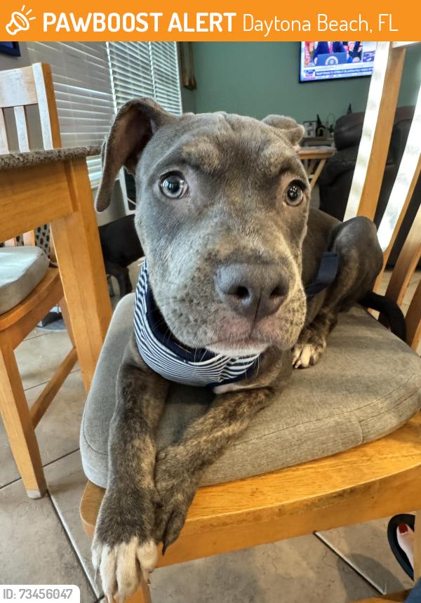 Found/Stray Female Dog last seen Beville Rd and Hancock Blvd, Daytona Beach, FL 32119
