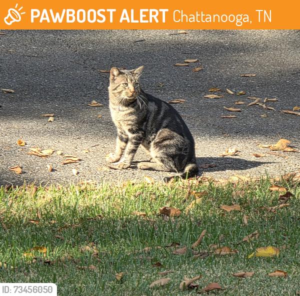 Found/Stray Unknown Cat last seen East brainerd, Hickory valley, Chattanooga, TN 37421