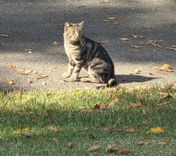 Found/Stray Unknown Cat last seen East brainerd, Hickory valley, Chattanooga, TN 37421