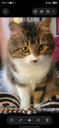 Lost Female Cat last seen Murray Boulevard, Murray, UT 84123