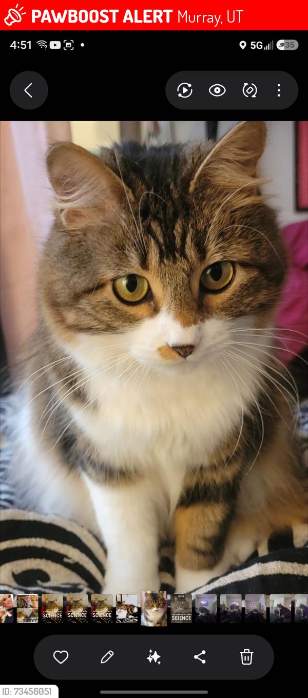Lost Female Cat last seen Murray Boulevard, Murray, UT 84123
