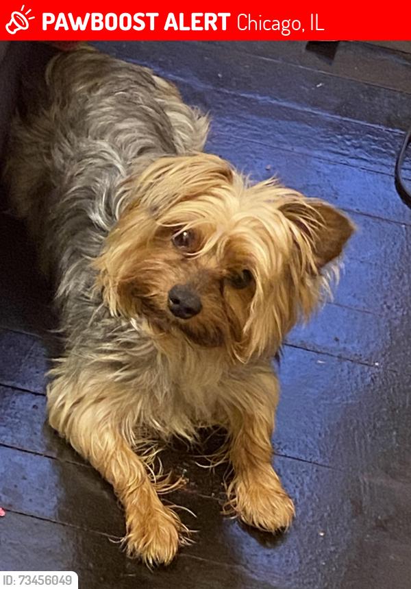 Lost Male Dog last seen Near South Winston, Chicago, IL 60643