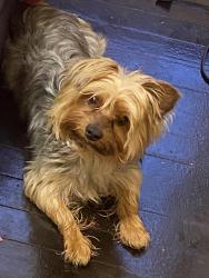 Lost Male Dog last seen Near South Winston, Chicago, IL 60643