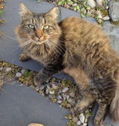Lost Female Cat last seen Dofena Lane and Bailey Avenue, East Meadow, NY 11554