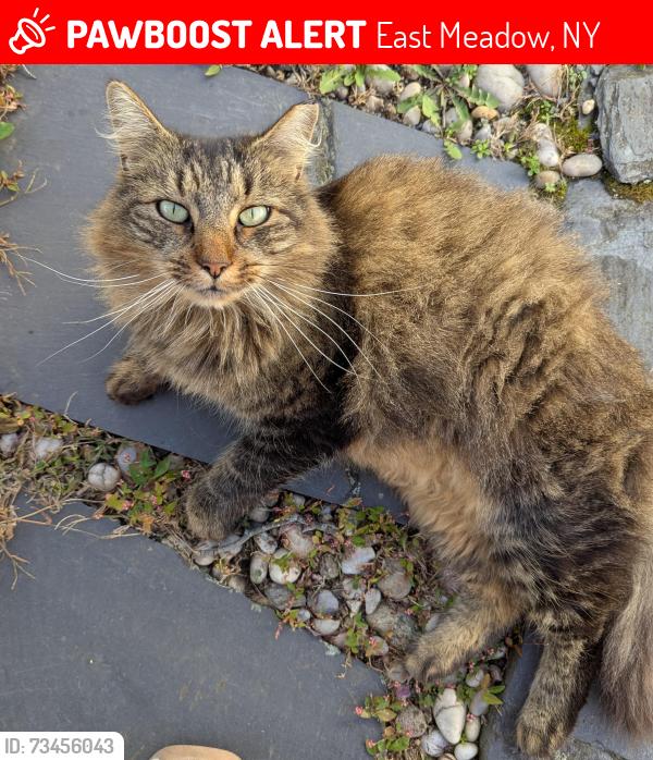 Lost Female Cat last seen Dofena Lane and Bailey Avenue, East Meadow, NY 11554