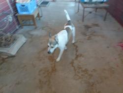 Found/Stray Unknown Dog last seen Broadway and Swan, Tucson, AZ 85711