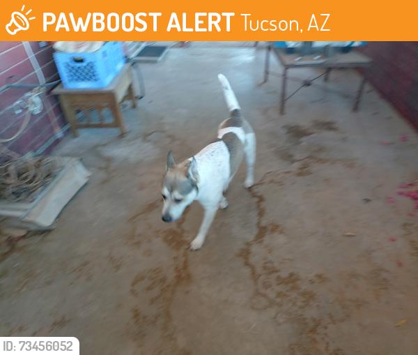 Found/Stray Unknown Dog last seen Broadway and Swan, Tucson, AZ 85711