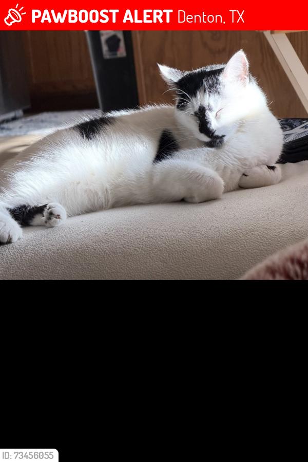 Lost Female Cat last seen Mockingbird and Newport, Denton, TX 76209