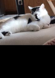 Lost Female Cat last seen Mockingbird and Newport, Denton, TX 76209