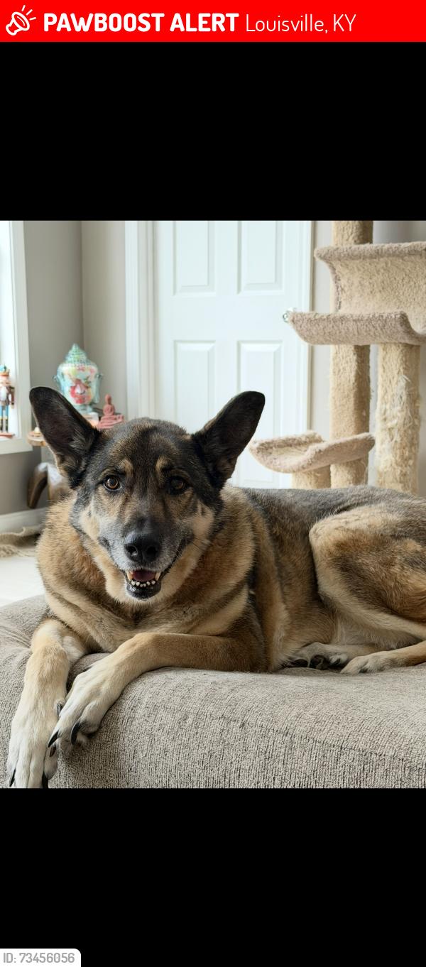 Lost Female Dog last seen Collier ln, Louisville, KY 40291