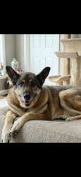 Lost Female Dog last seen Collier ln, Louisville, KY 40291
