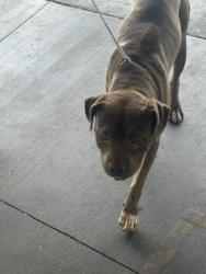 Shelter Stray Male Dog last seen , 1850 W 60th St, Los Angeles, CA 90047, USA