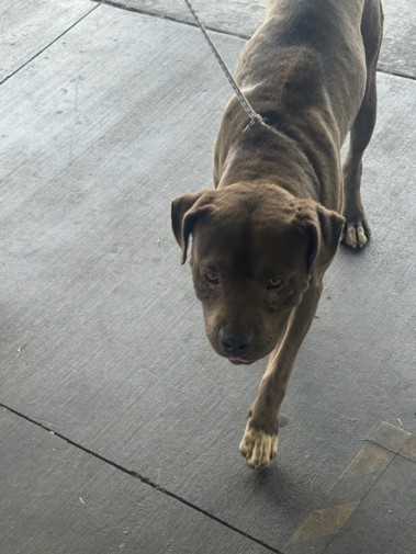 Shelter Stray Male Dog last seen , 1850 W 60th St, Los Angeles, CA 90047, USA