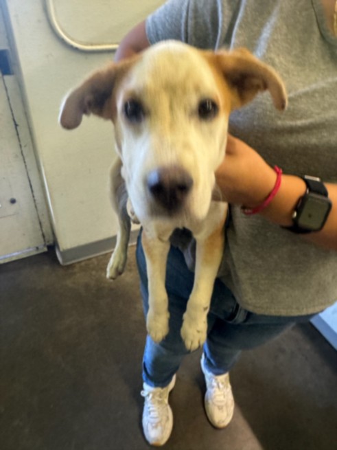 Shelter Stray Male Dog last seen , 1850 W 60th St, Los Angeles, CA 90047, USA