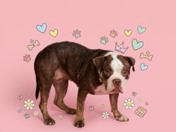 Shelter Stray Female Dog last seen , 1850 W 60th St, Los Angeles, CA 90047, USA