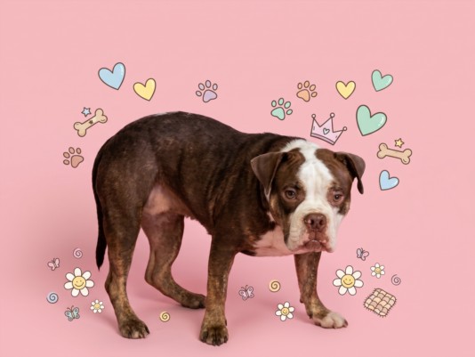 Shelter Stray Female Dog last seen , 1850 W 60th St, Los Angeles, CA 90047, USA