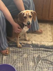 Reunited Male Dog last seen CVS Pharmacy, Hyattsville, MD 20782