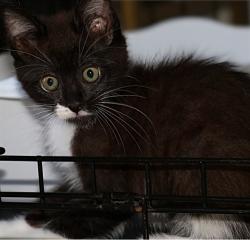 Shelter Stray Female Cat last seen 8TH ST & S ST, 2127 Front St, Sacramento, CA 95818, USA
