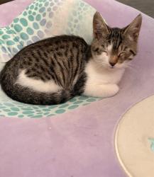 Shelter Stray Female Cat last seen HARRIS AVE & KNIGHTLINGER ST, 2127 Front St, Sacramento, CA 95818, USA