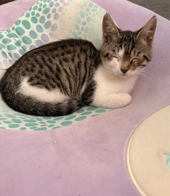 Shelter Stray Female Cat last seen HARRIS AVE & KNIGHTLINGER ST, 2127 Front St, Sacramento, CA 95818, USA