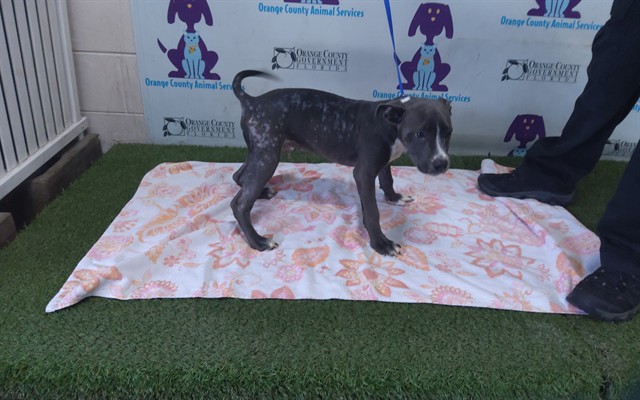 Shelter Stray Male Dog last seen , 2769 Conroy Rd, Orlando, FL 32839, USA