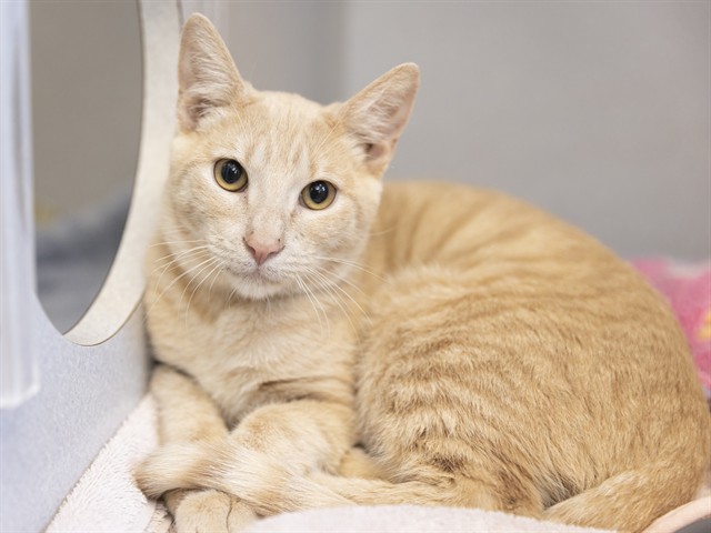 Shelter Stray Male Cat last seen TATUM AND CACTUS, 5501 E Van Buren St, Phoenix, AZ 85008, USA