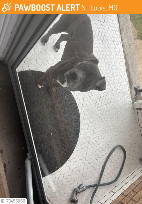 Found/Stray Unknown Dog last seen Semple, St. Louis, MO 63112