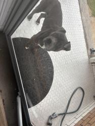 Found/Stray Unknown Dog last seen Semple, St. Louis, MO 63112