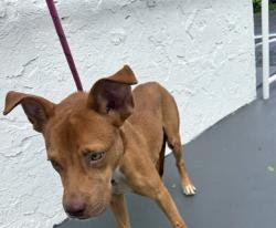 Shelter Stray Male Dog last seen Near BLOCK NW 103RD ST, 3599 NW 79th Ave, Doral, FL 33122, USA