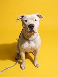 Shelter Stray Male Dog last seen E GUERAD DR, 2020 Forest St, Jacksonville, FL 32204, USA