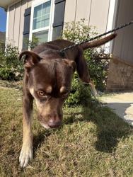 Shelter Stray Male Dog last seen , 4950 SW Triana Blvd, Huntsville, AL 35805, USA