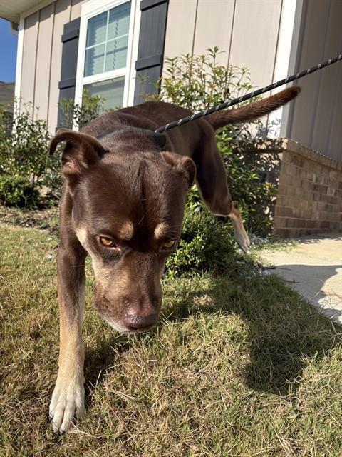 Shelter Stray Male Dog last seen , 4950 SW Triana Blvd, Huntsville, AL 35805, USA
