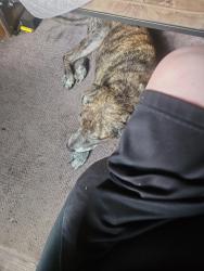 Reunited Male Dog last seen Ramsey Bridge rd, Cleveland, TN 37323