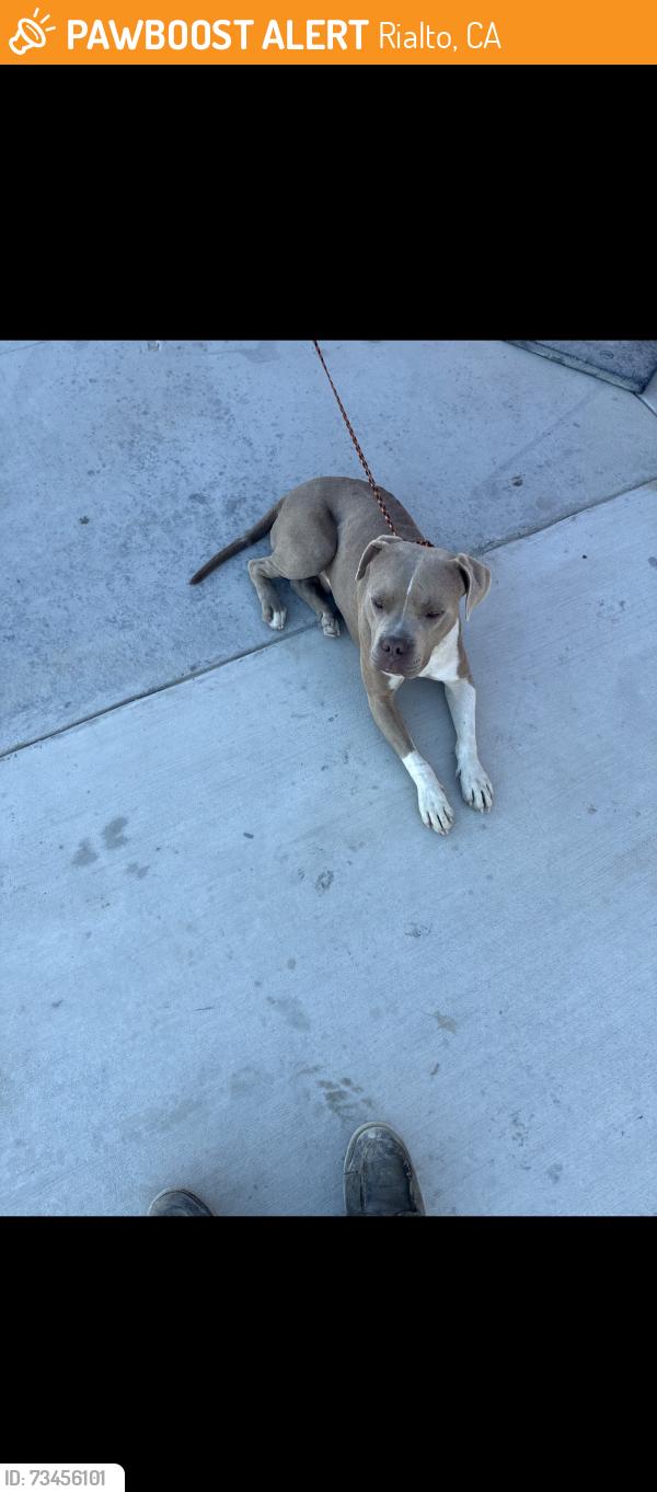 Found/Stray Unknown Dog last seen Rialto, Rialto, CA 92377