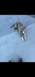 Found/Stray Unknown Dog last seen Rialto, Rialto, CA 92377