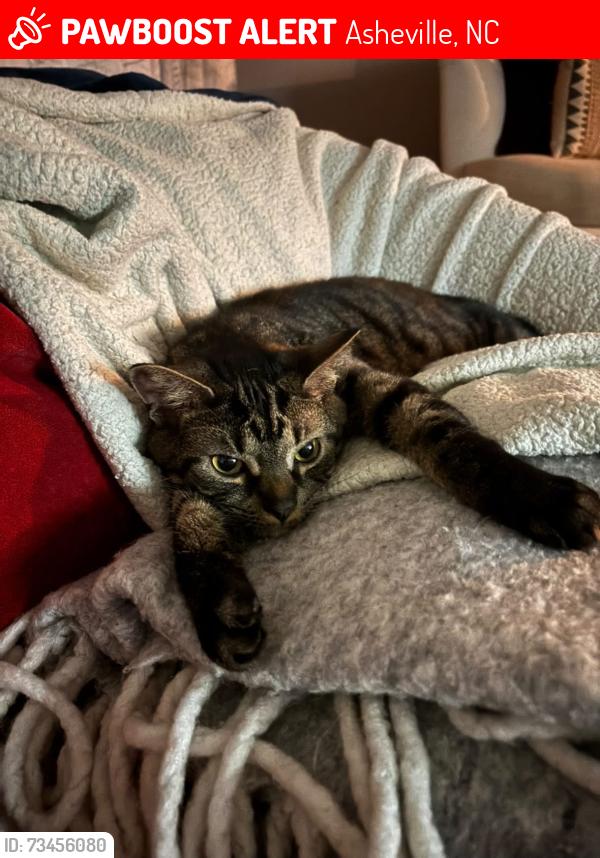 Found/Stray Male Cat last seen Grove Park neighborhood, Asheville, NC 28804