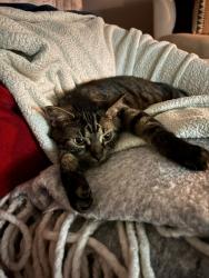 Found/Stray Male Cat last seen Grove Park neighborhood, Asheville, NC 28804