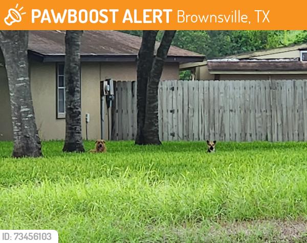Found/Stray Unknown Dog last seen Boca chica and billy Mitchell, Brownsville, TX 78521