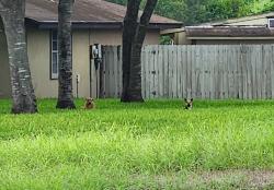 Found/Stray Unknown Dog last seen Boca chica and billy Mitchell, Brownsville, TX 78521