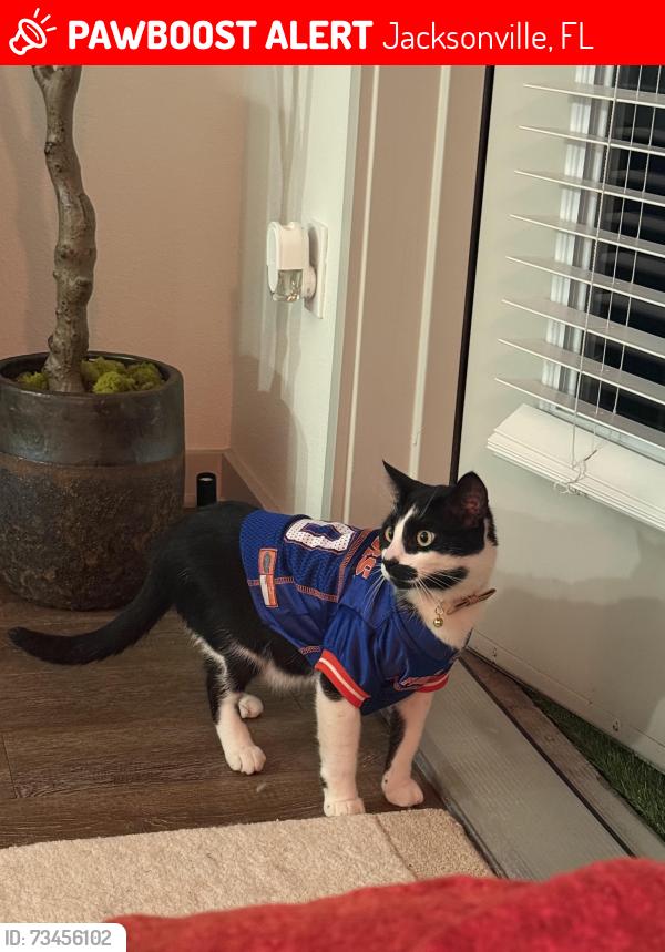 Lost Male Cat last seen Beach Blvd / Station Creed Rd, Jacksonville, FL 32224