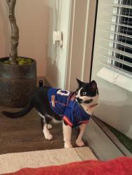 Lost Male Cat last seen Beach Blvd / Station Creed Rd, Jacksonville, FL 32224