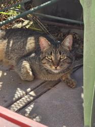 Found/Stray Female Cat last seen Pearl and 33rd, Santa Monica, CA 90405