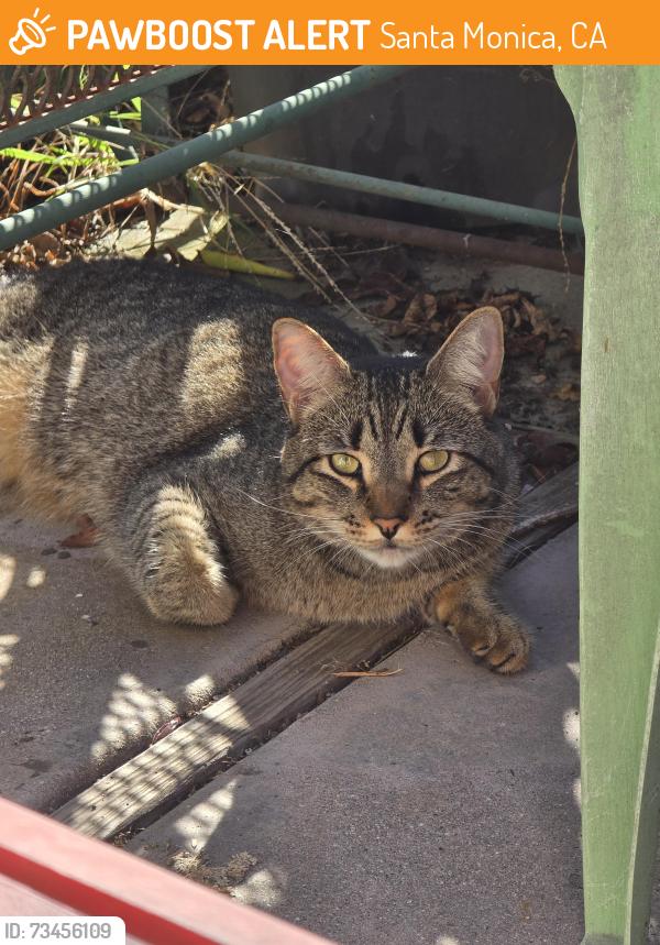Found/Stray Female Cat last seen Pearl and 33rd, Santa Monica, CA 90405