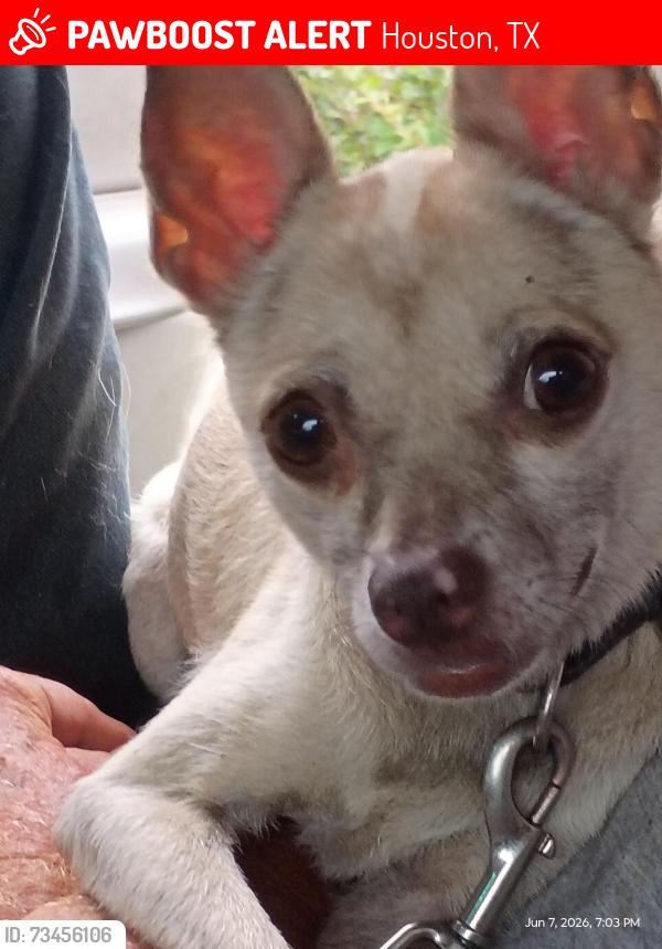 Lost Female Dog last seen Near n and mccarty road, Houston, TX 77013