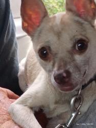Lost Female Dog last seen Near n and mccarty road, Houston, TX 77013
